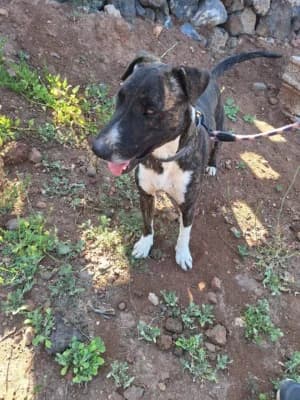MJ, mixed breed for adoption at Live PAWS Tenerife