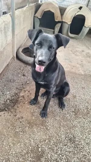 Muffin, mixed breed for adoption at Live PAWS Tenerife