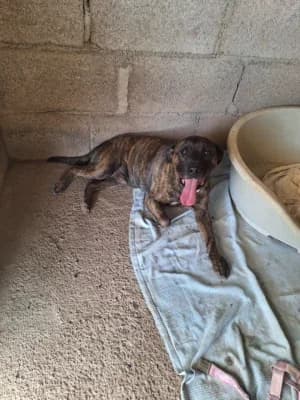 Neymar, mixed breed for adoption at Live PAWS Tenerife