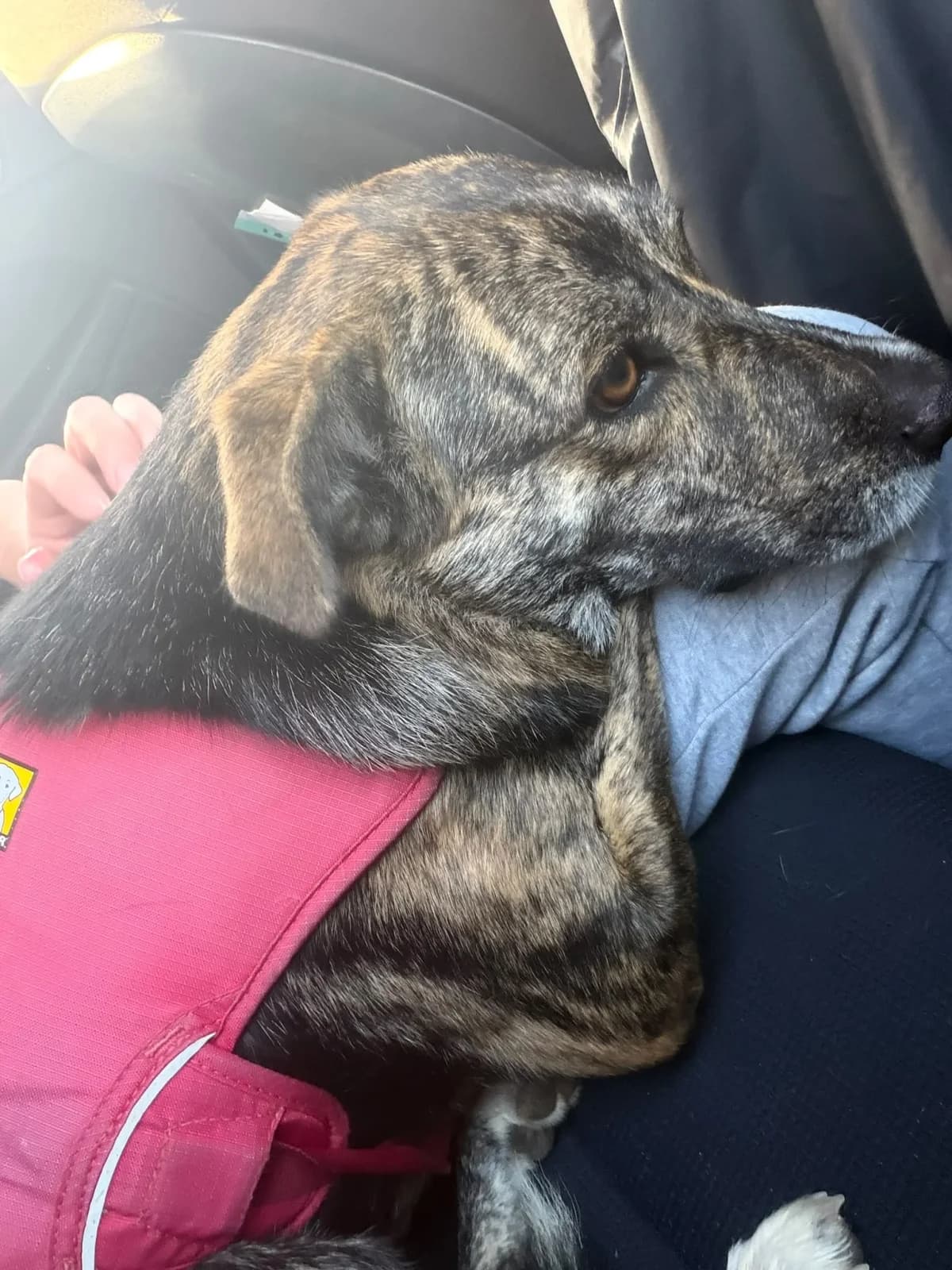 Nivaria Begins Her New Life in the UK, mixed breed for adoption at Live PAWS Tenerife
