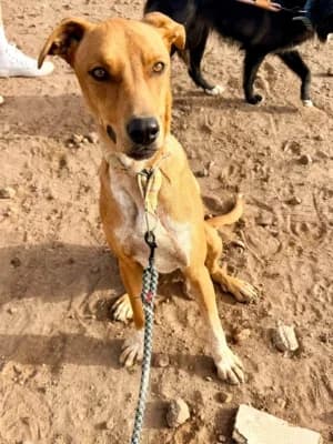 Oliver, mixed breed for adoption at Live PAWS Tenerife
