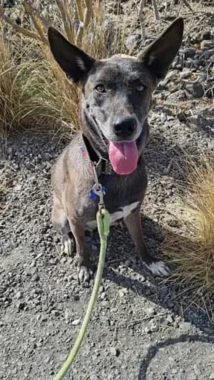 Pandora, mixed breed for adoption at Live PAWS Tenerife