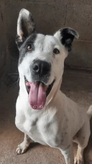 Patch, Mixed Breed for adoption at Live PAWS Tenerife