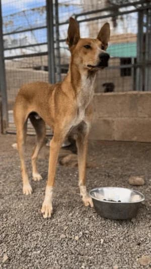 Paul, Mixed Breed for adoption at Live PAWS Tenerife