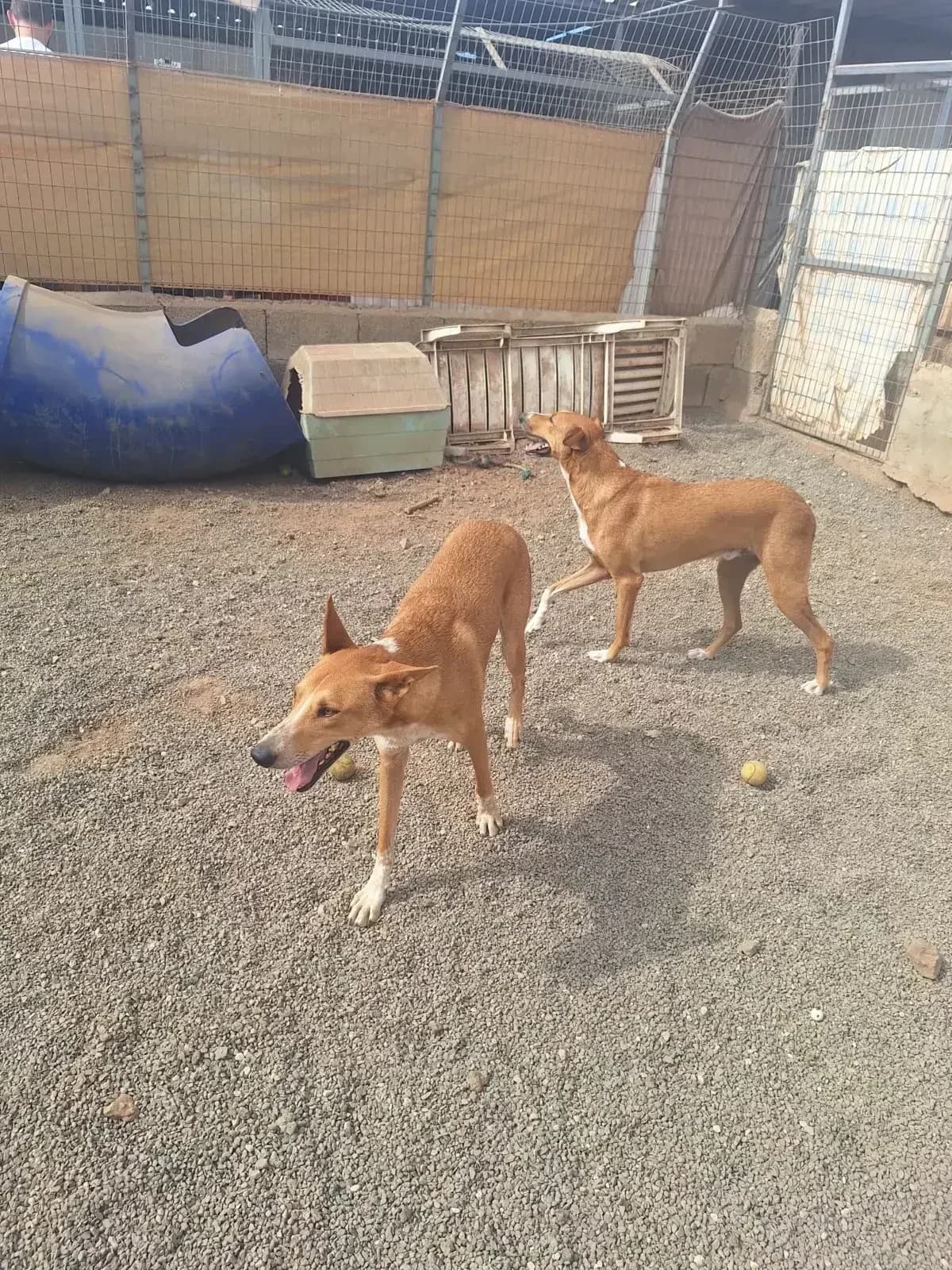 Paul, mixed breed for adoption at Live PAWS Tenerife