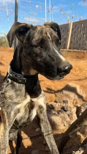 Pola, mixed breed for adoption at Live PAWS Tenerife