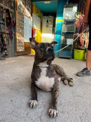 Ragnar, mixed breed for adoption at Live PAWS Tenerife
