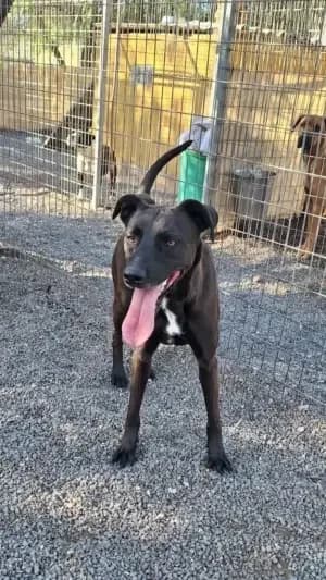 RAYA, mixed breed for adoption at Live PAWS Tenerife