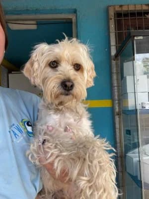ROKO, mixed breed for adoption at Live PAWS Tenerife