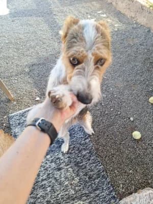 Rory, mixed breed for adoption at Live PAWS Tenerife
