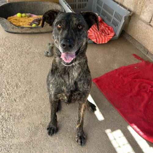 Sam, female 4yo Mixed Breed for adoption at Live PAWS Tenerife