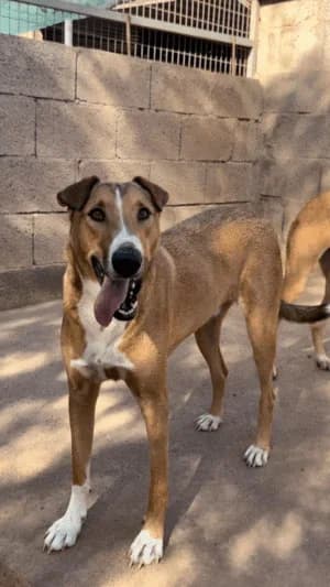 Simon, Mixed Breed for adoption at Live PAWS Tenerife