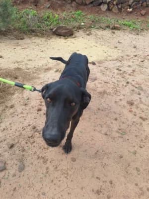 Terry, mixed breed for adoption at Live PAWS Tenerife