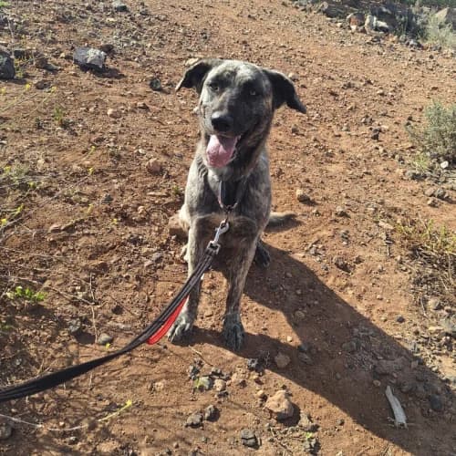 Tiger, female young mixed breed for adoption at Live PAWS Tenerife