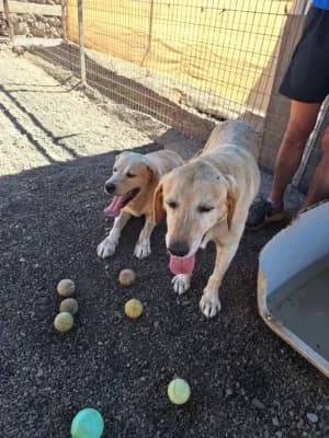 Tricky & Perking, mixed breed for adoption at Live PAWS Tenerife