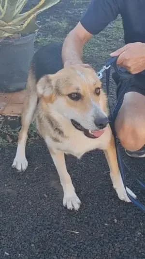 Urko, mixed breed for adoption at Live PAWS Tenerife