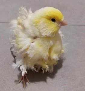 Pollito, male senior Mixed Breed for adoption at La Madriguera