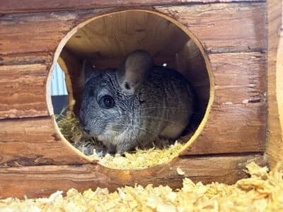 Gina (preadoptada), female young Mixed Breed for adoption at La Madriguera
