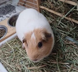 Minion, male young Mixed Breed for adoption at La Madriguera