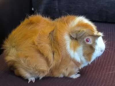 Moderna (preadoptada), female young Mixed Breed for adoption at La Madriguera
