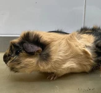Phoebe, female young Mixed Breed for adoption at La Madriguera