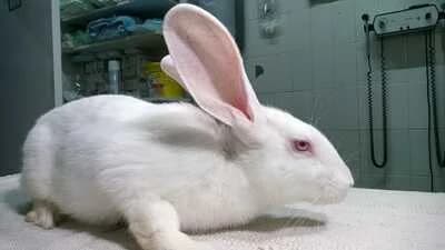 Charizard, male young Mixed Breed for adoption at La Madriguera