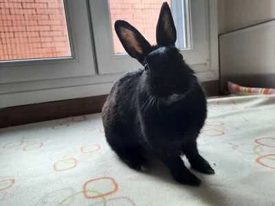 Wakanda, female 4yo Mixed Breed for adoption at La Madriguera