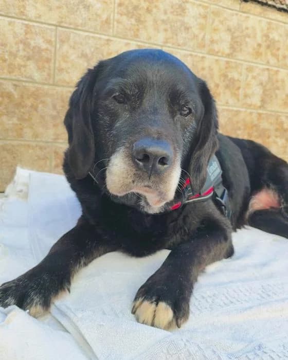 Pancho, male Mixed Breed for adoption at Masquechuchos Oviedo, asturias