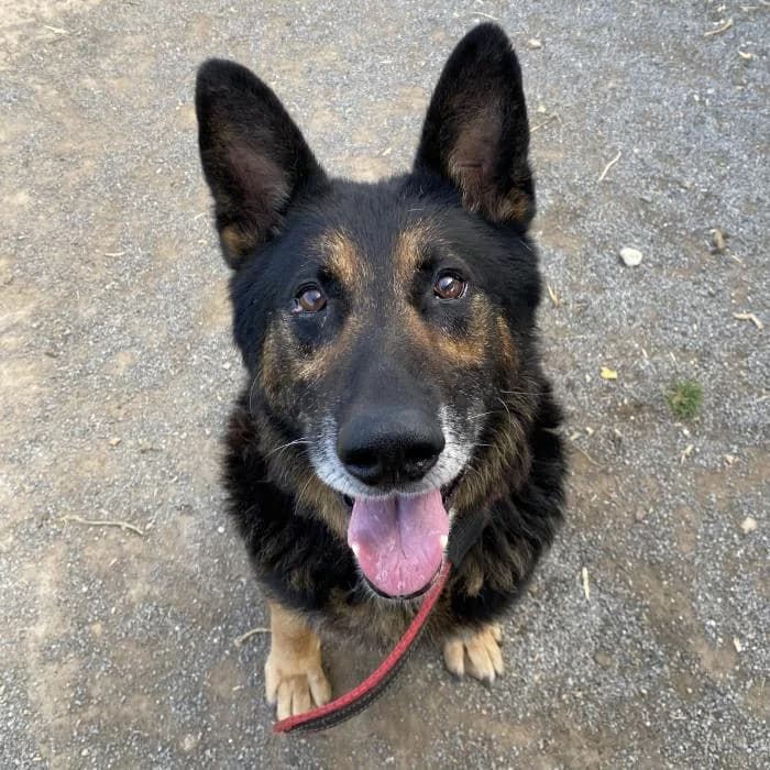 Moro, male Mixed Breed for adoption at Masquechuchos Oviedo, asturias