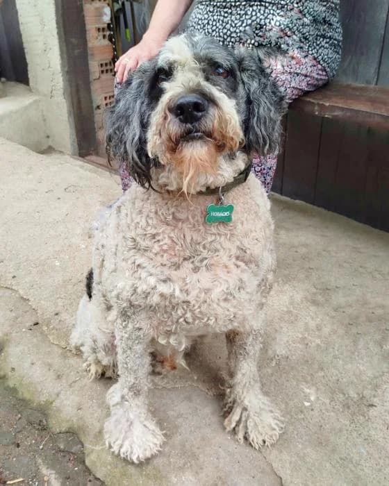 Horacio, male Mixed Breed for adoption at Masquechuchos Oviedo, asturias
