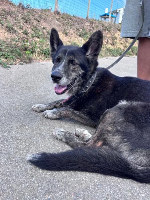 Mora (Loba), female senior Mixed Breed for adoption at Masquechuchos Oviedo, asturias