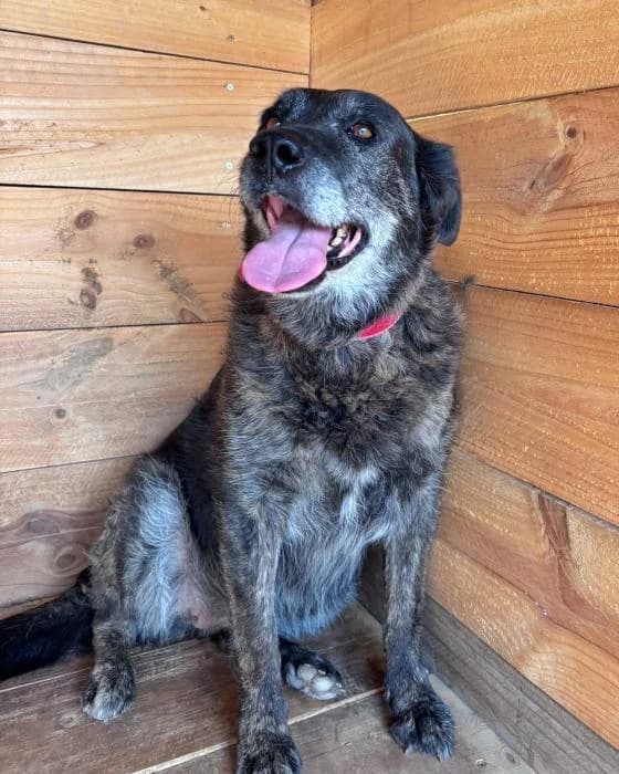 Xena, female Mixed Breed for adoption at Masquechuchos Oviedo, asturias