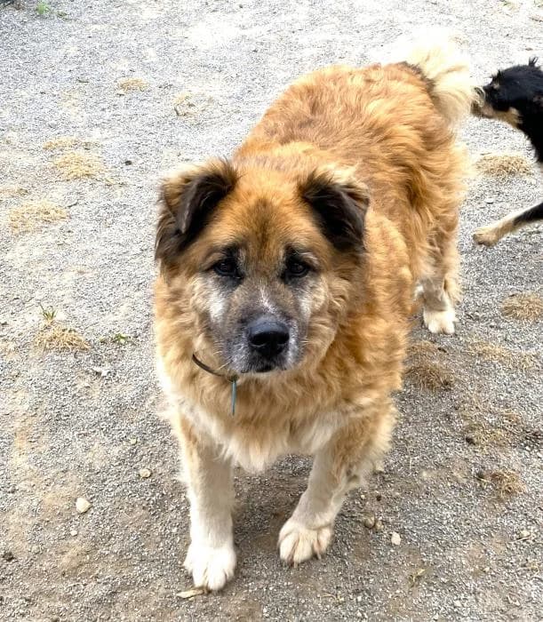 Capo, male Mixed Breed for adoption at Masquechuchos Oviedo, asturias