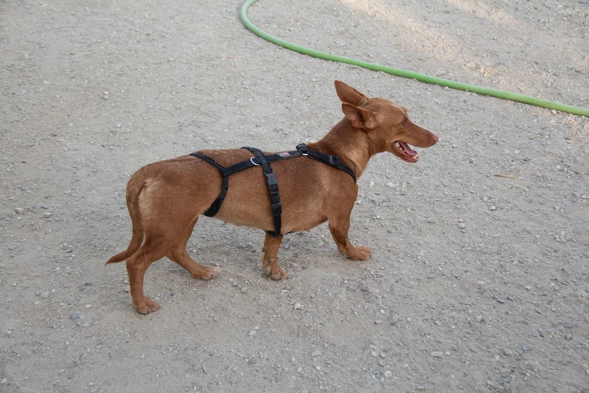 Akiva, female Podenco for adoption at Melampo Protectora