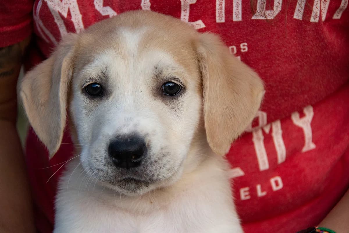 Albis, male mixed breed for adoption at Melampo Protectora