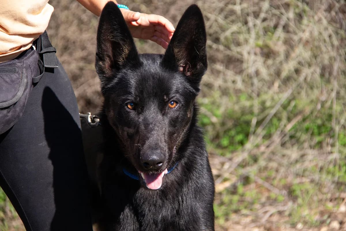 Beethoven, male Belgian Malinois for adoption at Melampo Protectora