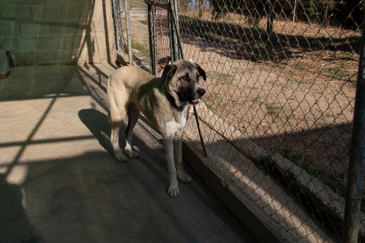 Borgo, male mixed breed for adoption at Melampo Protectora