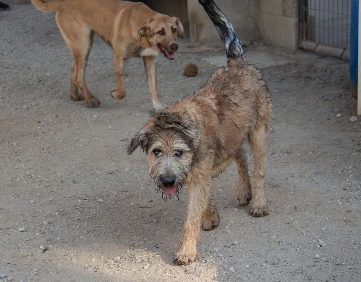 Corcho, male Belgian Malinois for adoption at Melampo Protectora