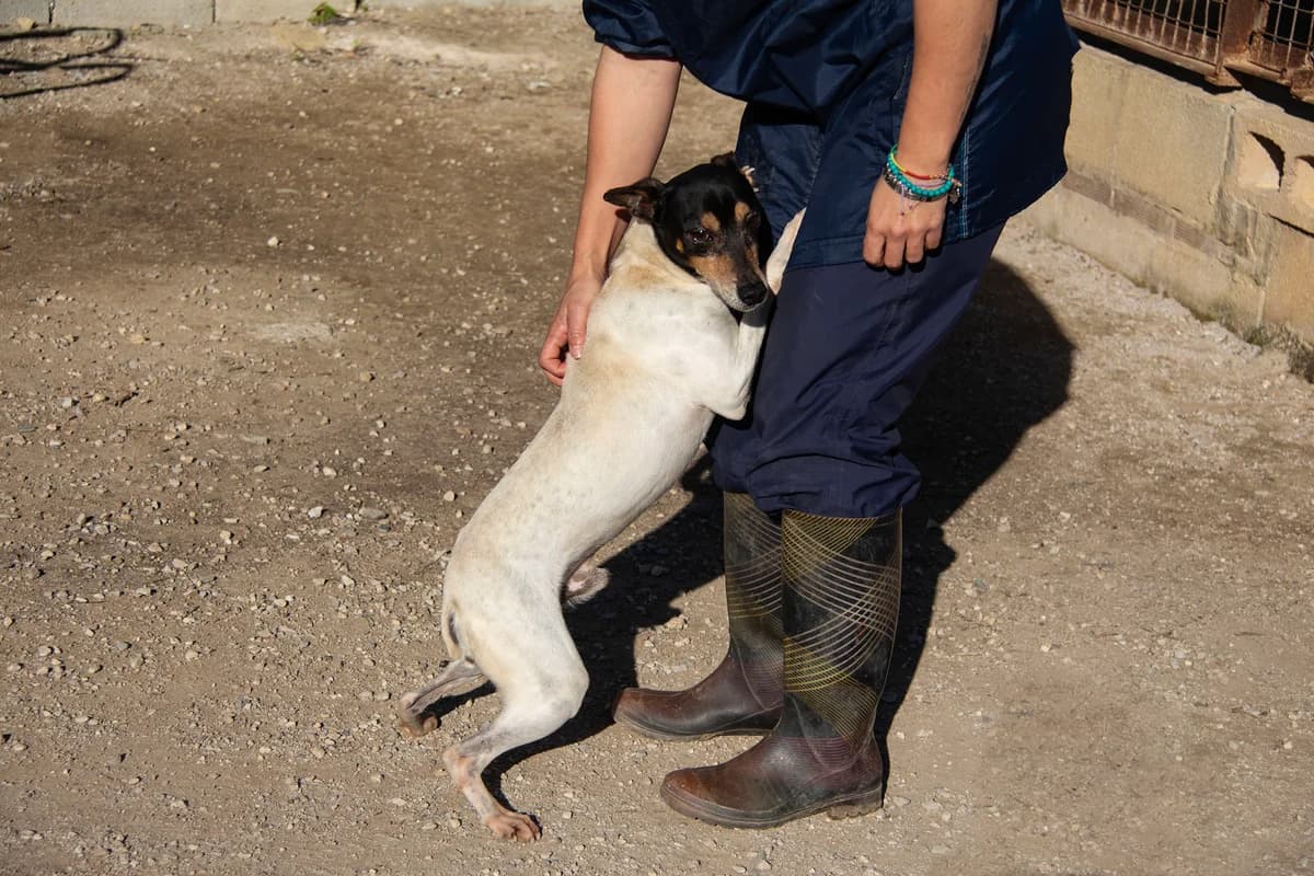 Johnny, male mixed breed for adoption at Melampo Protectora