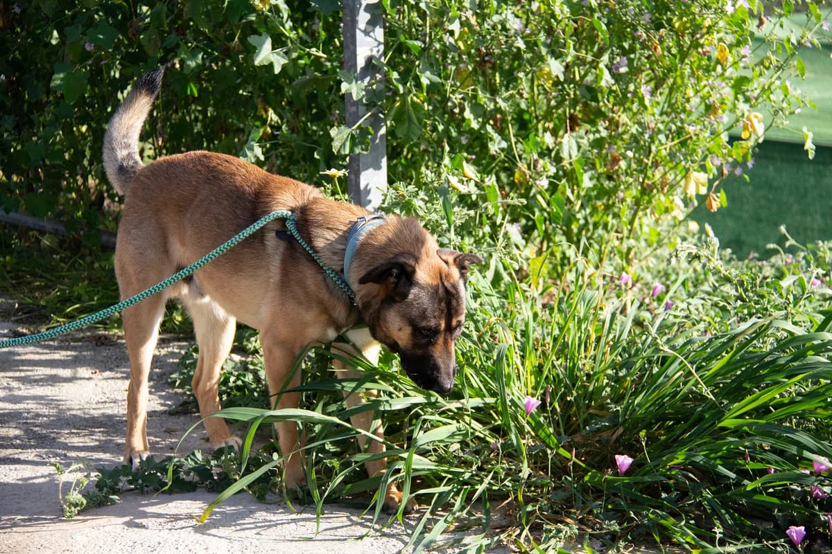 kamiel, male Mixed Breed for adoption at Melampo Protectora