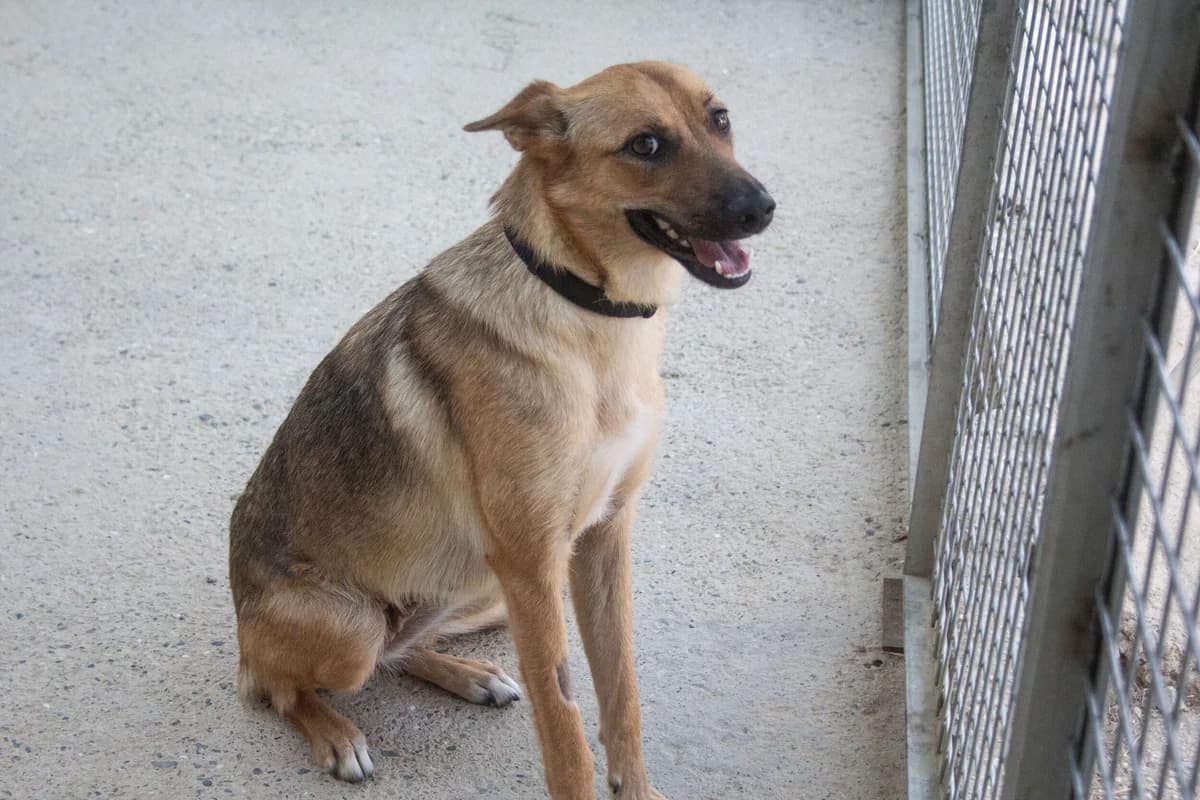 Lotta, female Mixed Breed for adoption at Melampo Protectora