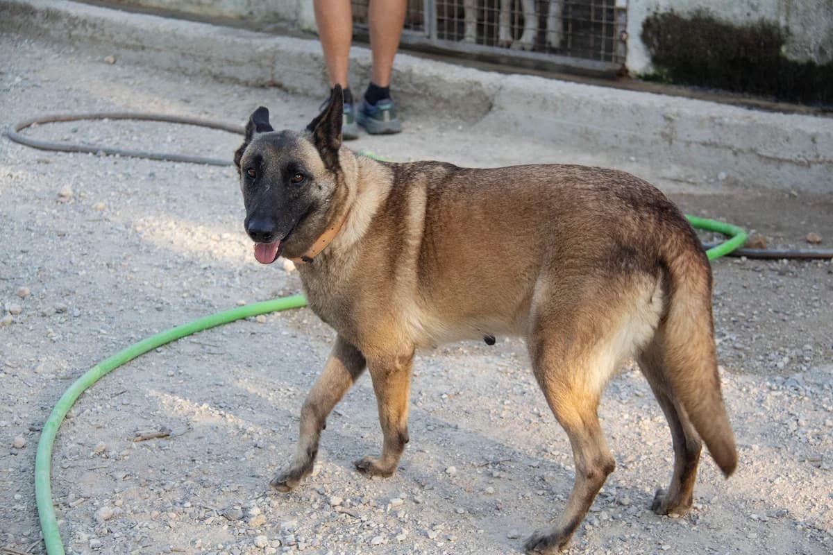 Manuela, female Belgian Malinois for adoption at Melampo Protectora