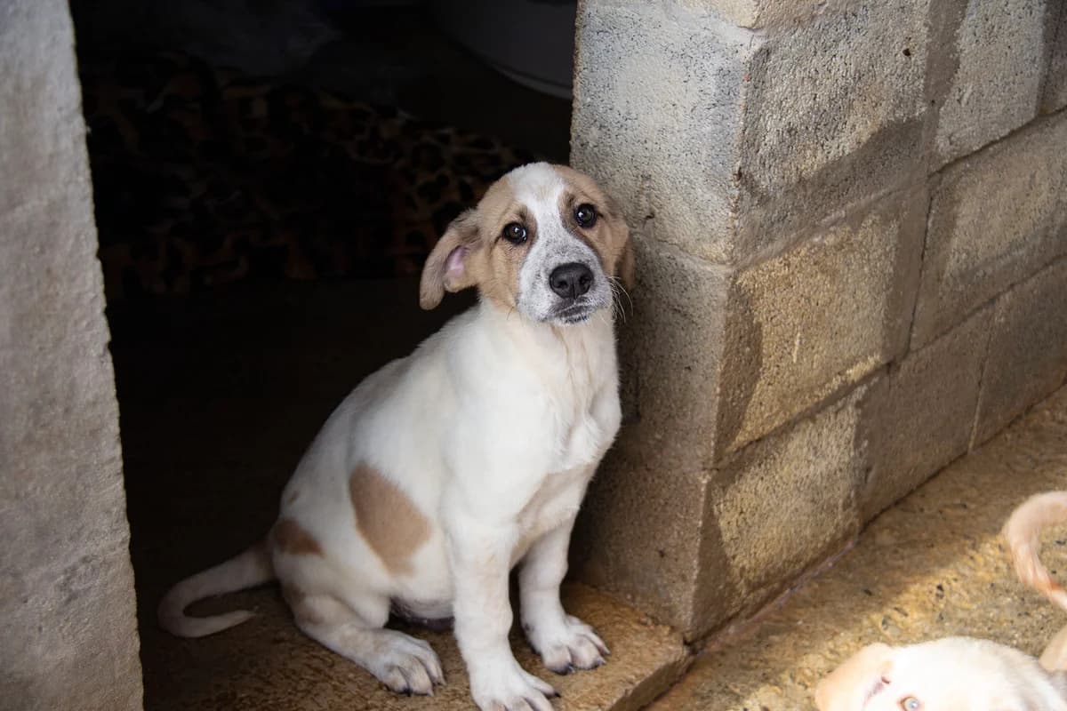 Paros, male Mixed Breed for adoption at Melampo Protectora