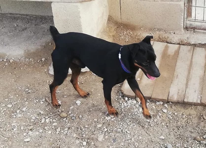 Rosmon, male mixed breed for adoption at Melampo Protectora