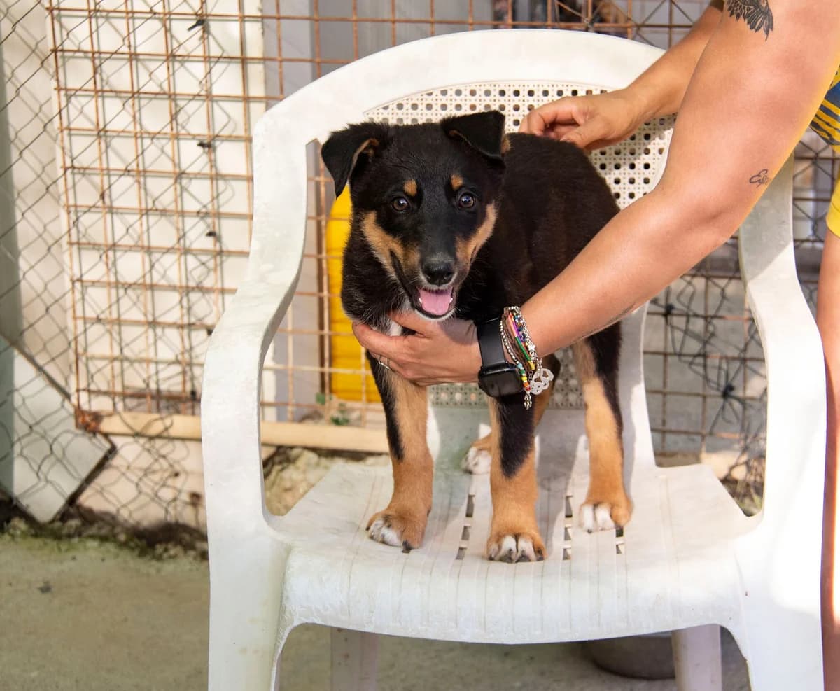 Sudoku, male Mixed Breed for adoption at Melampo Protectora