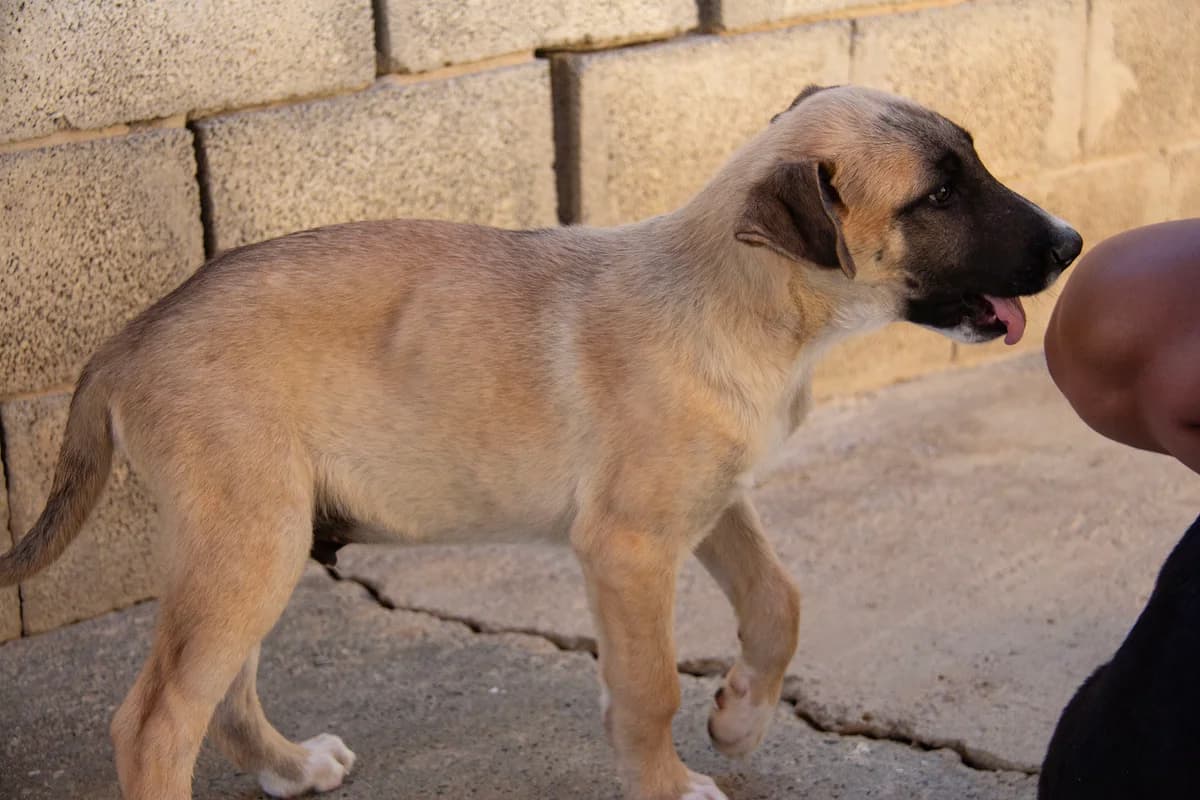 Torx, male Mixed Breed for adoption at Melampo Protectora
