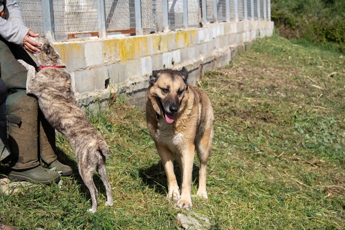 Vilma, female mixed breed for adoption at Melampo Protectora