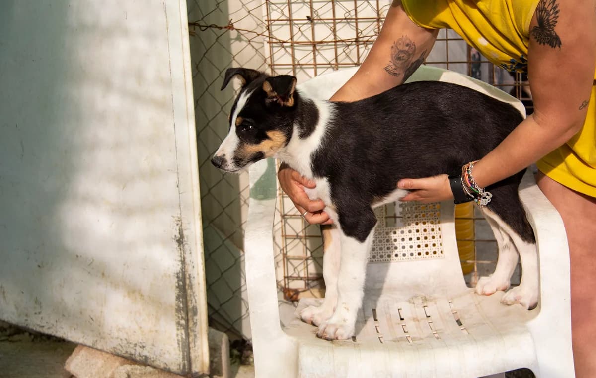 Wasabi, male Mixed Breed for adoption at Melampo Protectora