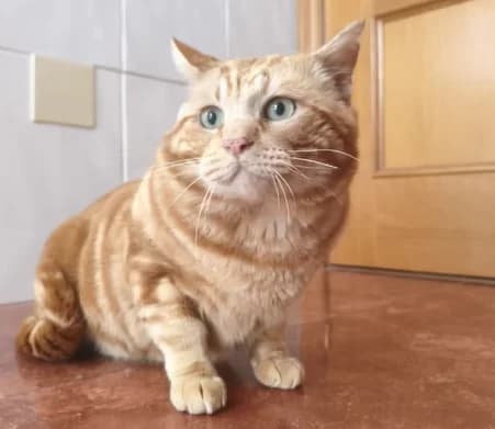 Leónidas, male Mixed Breed for adoption at Asociación Miaullidos