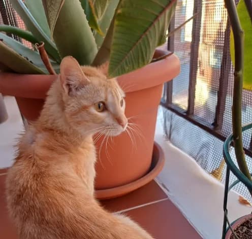 Mango, male Mixed Breed for adoption at Asociación Miaullidos